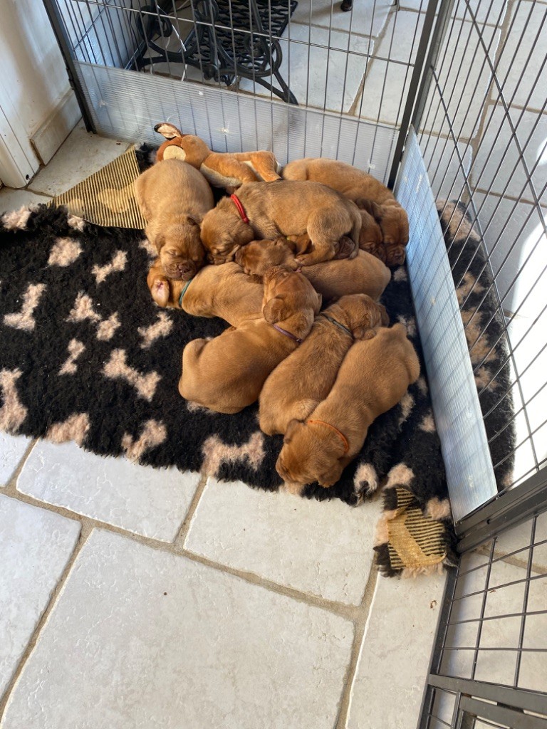 chiot Dogue de Bordeaux Du Mas Des Outardes