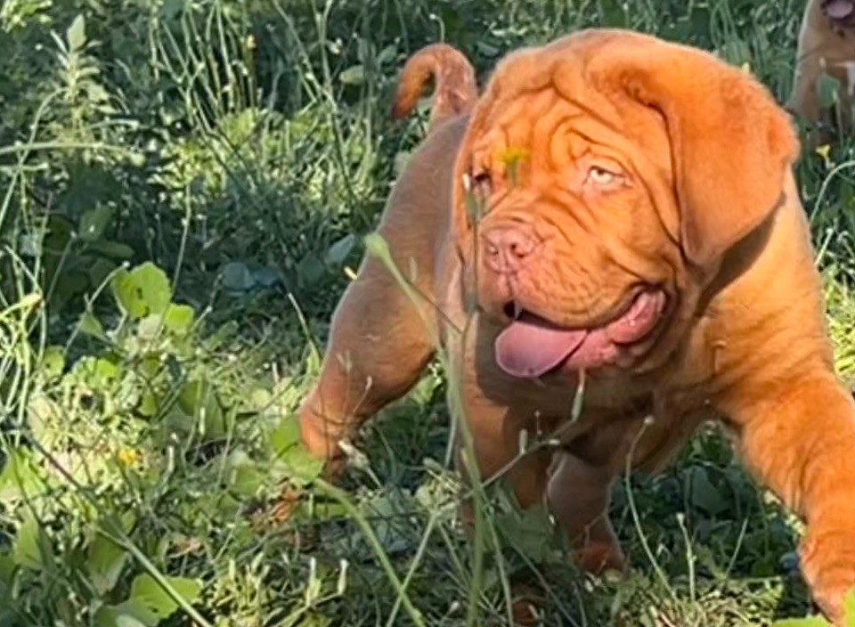Du Mas Des Outardes - Chiots disponibles - Dogue de Bordeaux