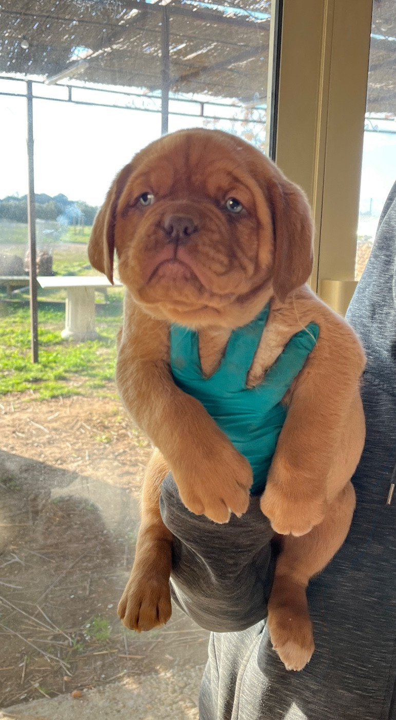 Du Mas Des Outardes - Chiots disponibles - Dogue de Bordeaux
