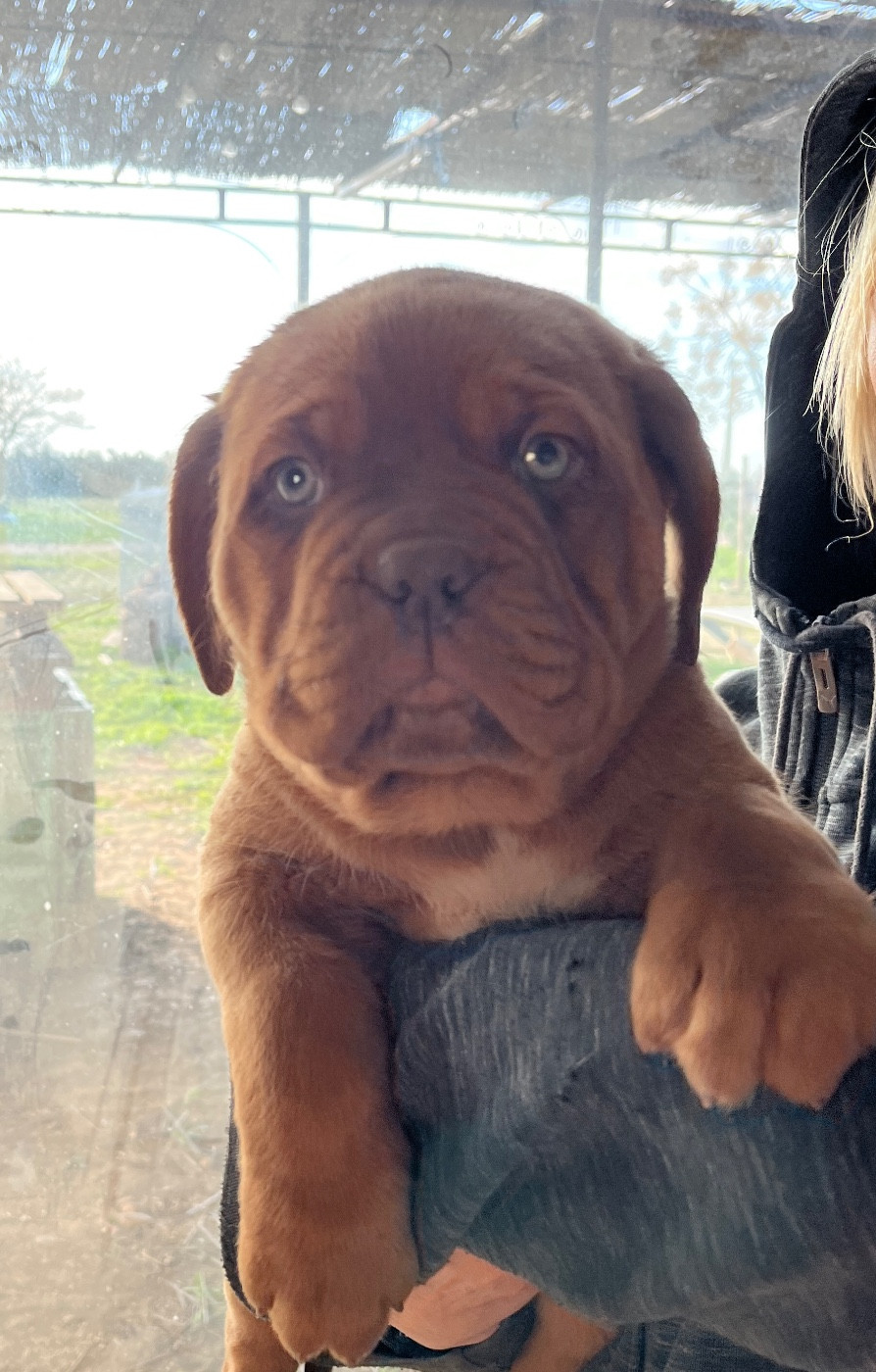 Du Mas Des Outardes - Chiots disponibles - Dogue de Bordeaux