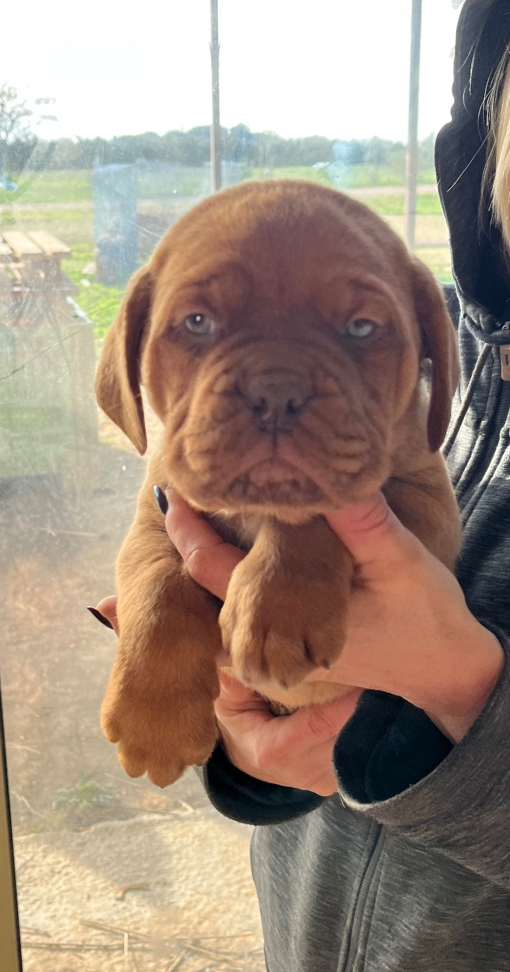 Du Mas Des Outardes - Chiots disponibles - Dogue de Bordeaux