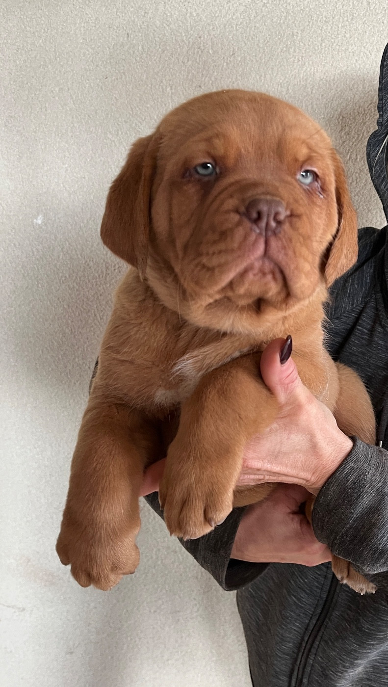 Du Mas Des Outardes - Chiots disponibles - Dogue de Bordeaux