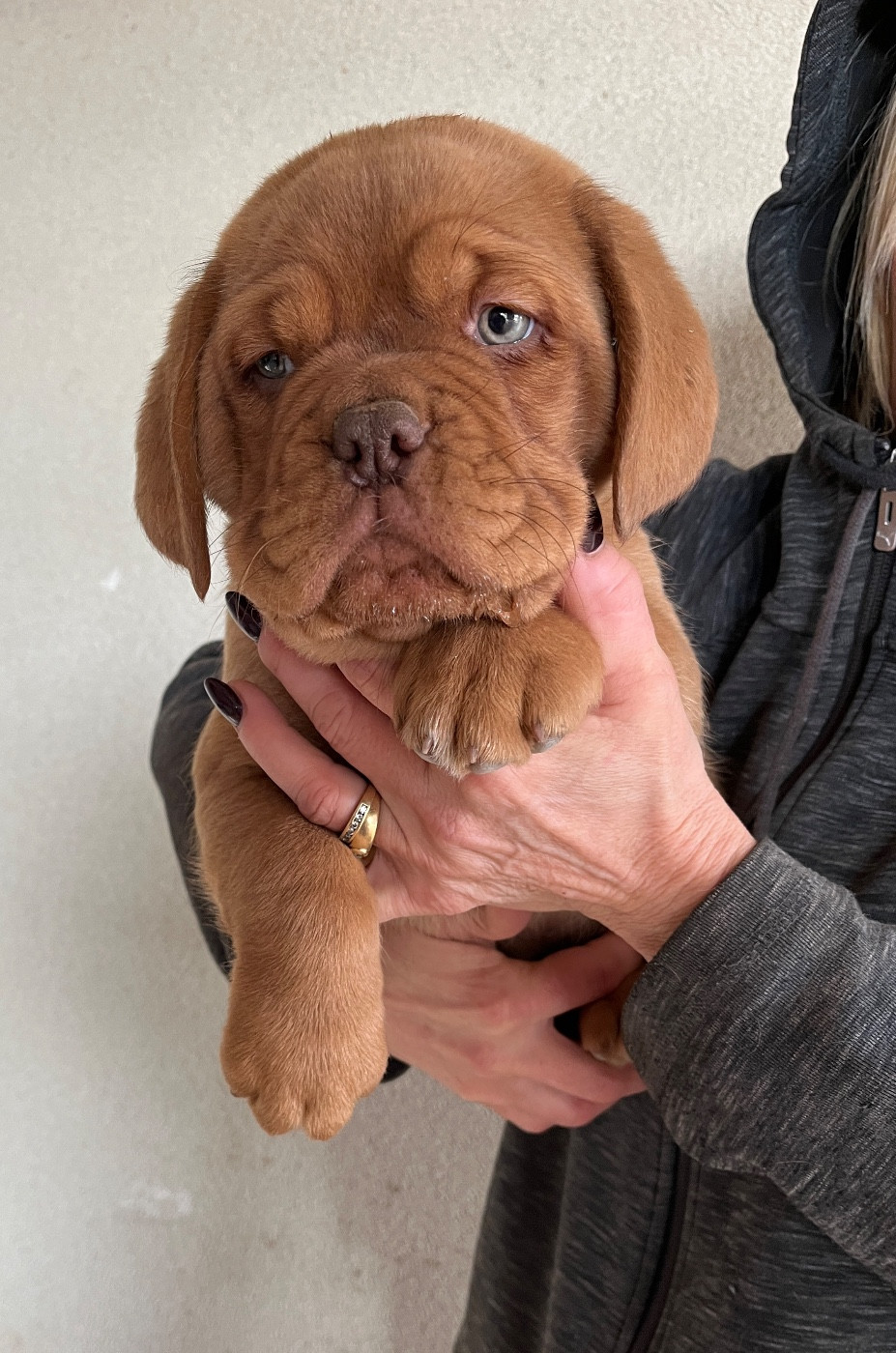 Du Mas Des Outardes - Chiots disponibles - Dogue de Bordeaux