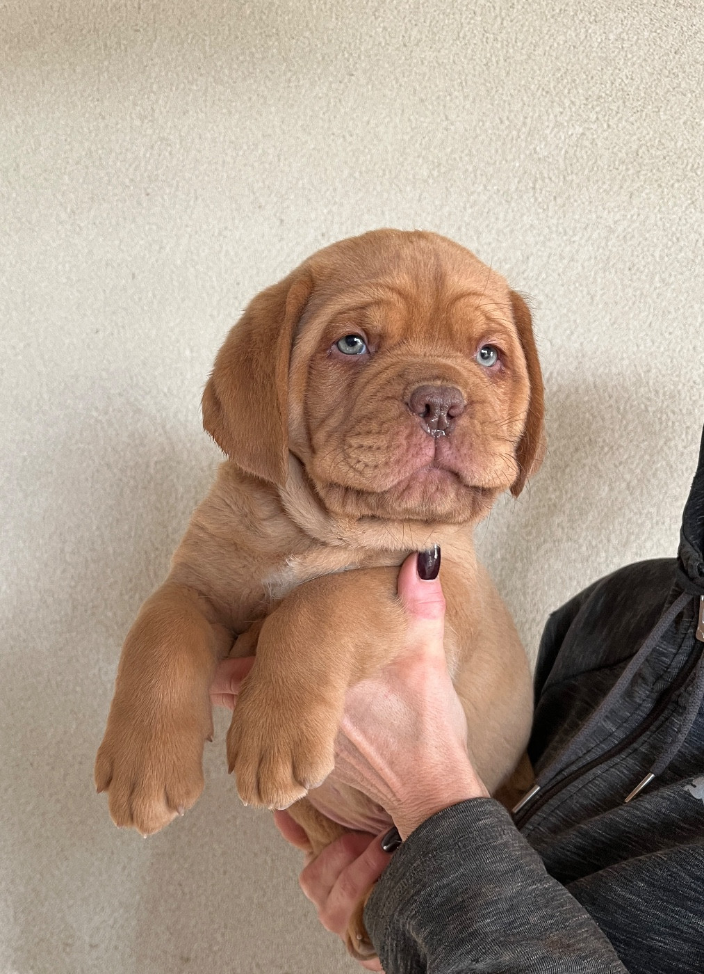 Du Mas Des Outardes - Chiots disponibles - Dogue de Bordeaux