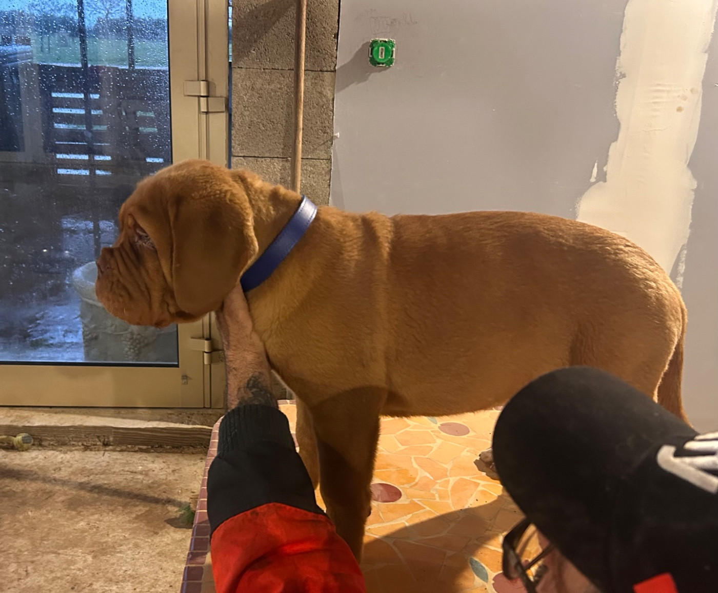 Du Mas Des Outardes - Chiots disponibles - Dogue de Bordeaux
