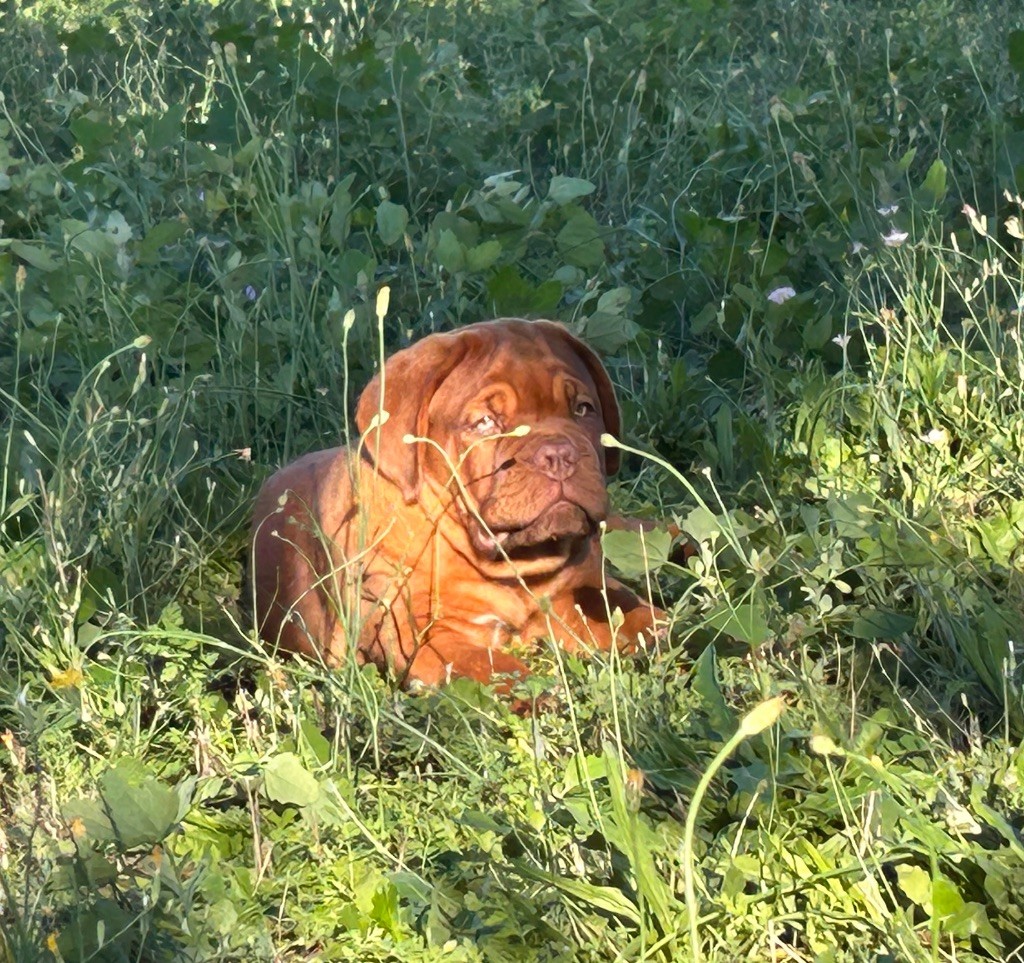 Du Mas Des Outardes - Chiots disponibles - Dogue de Bordeaux