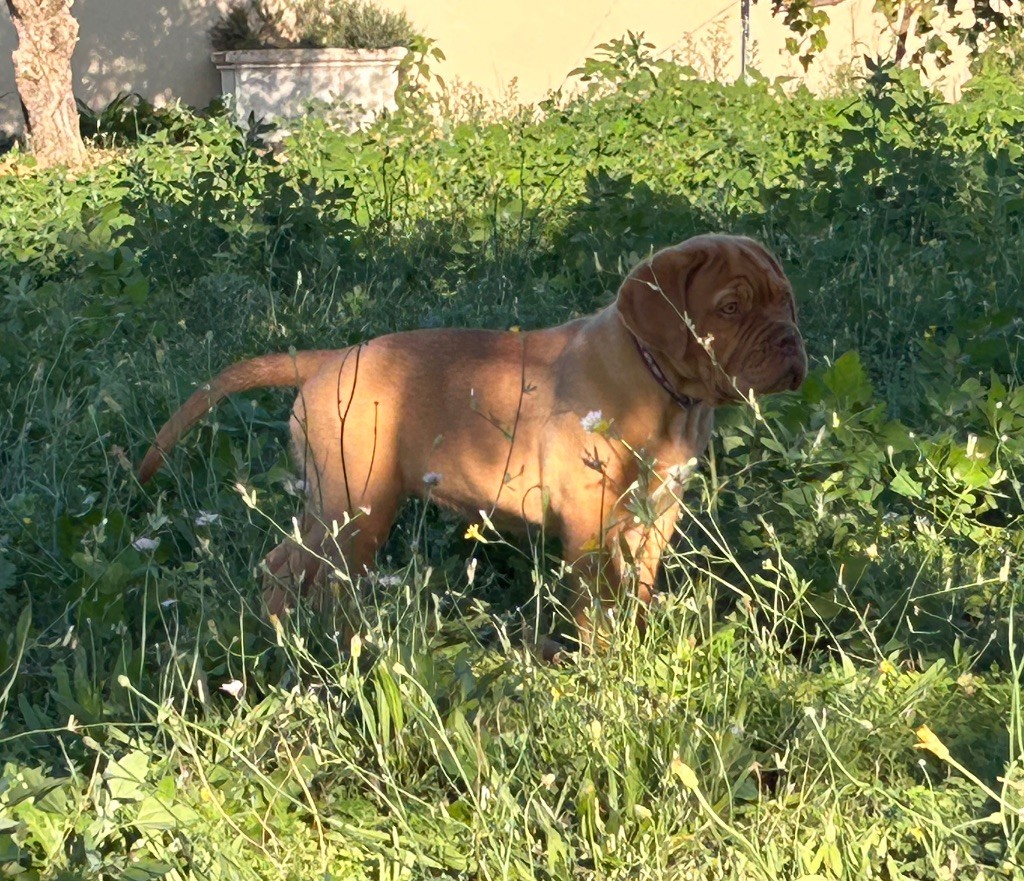 Du Mas Des Outardes - Chiots disponibles - Dogue de Bordeaux